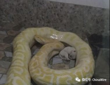 Puppies Fed to Python Snakes in Chinese Zoo (Video)