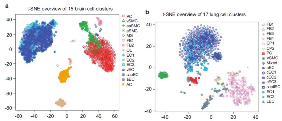 脑和肺血管及血管相关细胞类型数据库 | 单细胞专题