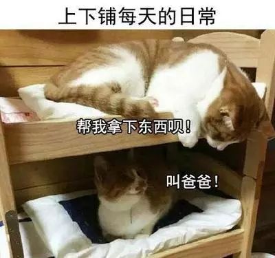 “推荐算法”分宿舍，夜猫子们：“一起修仙啊！”