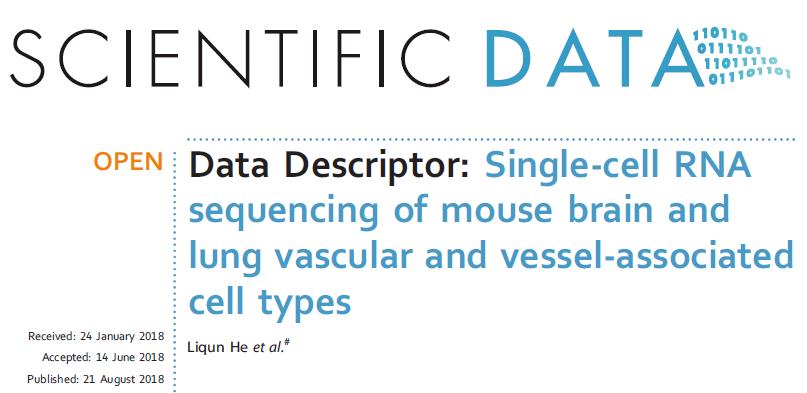 脑和肺血管及血管相关细胞类型数据库 | 单细胞专题