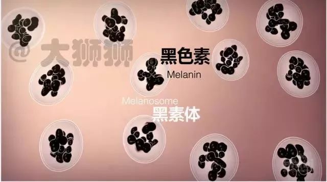 SHEA COCOA美白可可霜，网友表示：安全且效果好