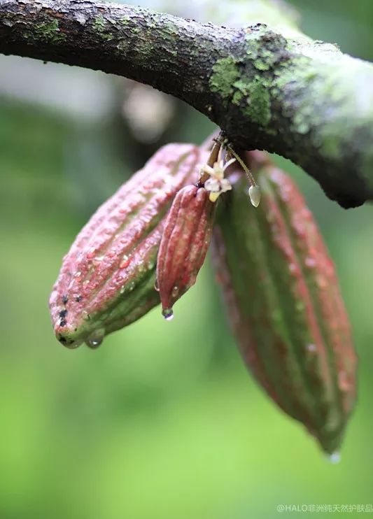 非洲可可油（Cocoa butter）你知道多少？