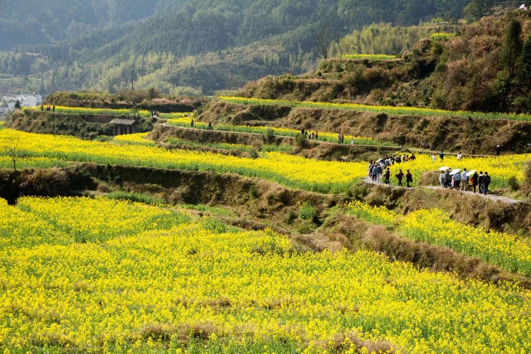 【遇见|中国最美乡村】微医门户前端团队婺源之旅