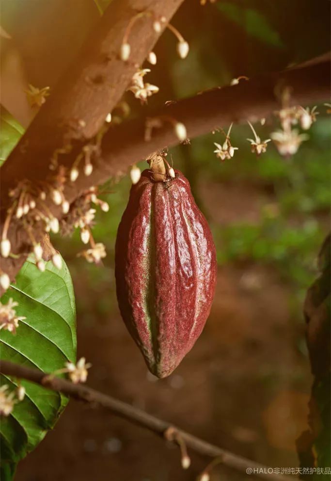 非洲可可油（Cocoa butter）你知道多少？