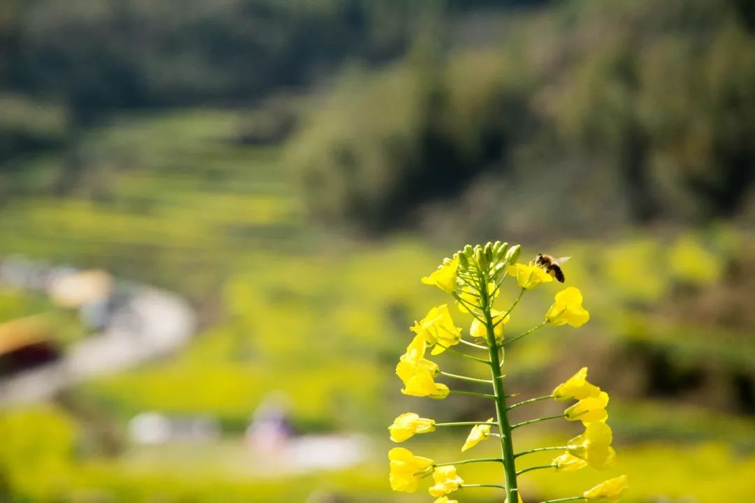 【遇见|中国最美乡村】微医门户前端团队婺源之旅