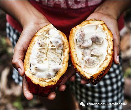 THE ECUADORIAN COCOA ROUTE: A DESTINATION FOR ALL THE SENSES