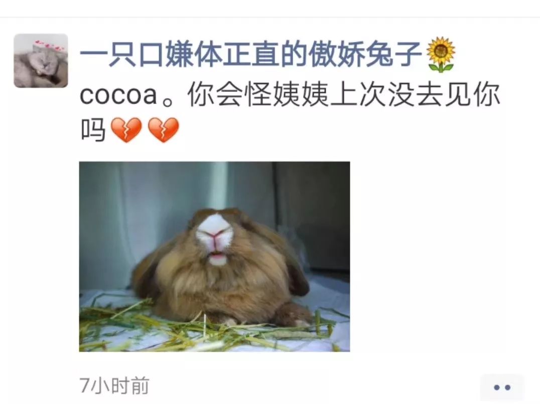 再见，Cocoa