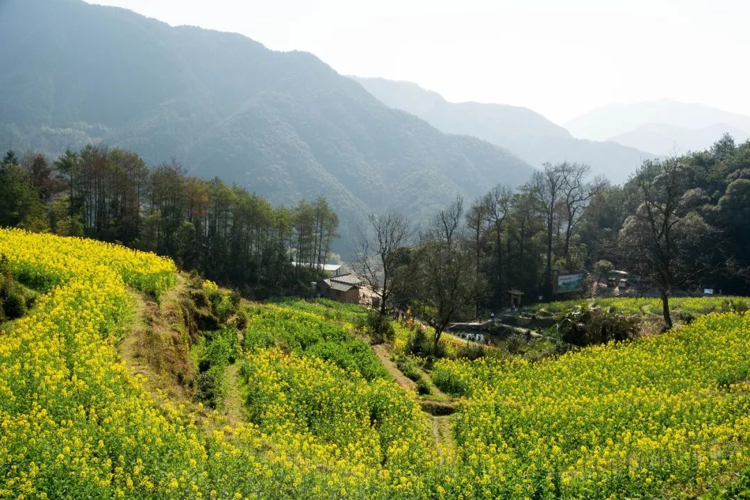 【遇见|中国最美乡村】微医门户前端团队婺源之旅