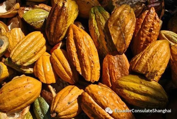 THE ECUADORIAN COCOA ROUTE: A DESTINATION FOR ALL THE SENSES