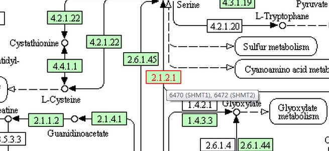 【KEGG】如何使用KEGG数据库查询pathway?