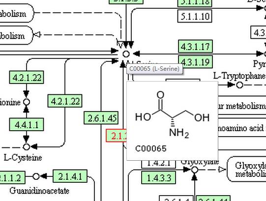 【KEGG】如何使用KEGG数据库查询pathway?