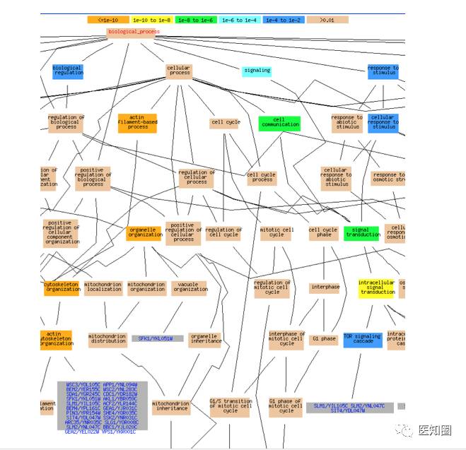 GO Term Finder：一个强大的GO功能注释分析工具