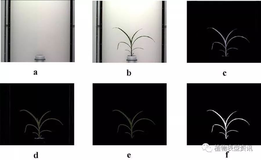 基于时间序列图像的植物组分表型分析