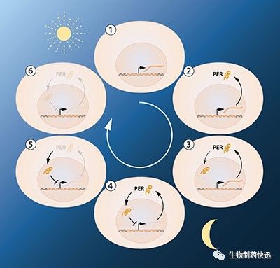 2017诺贝尔生理学或医学揭晓：Jeffrey C.、Michael Rosbash 、Michael . Young三人分享