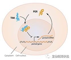 2017诺贝尔生理学或医学揭晓：Jeffrey C.、Michael Rosbash 、Michael . Young三人分享
