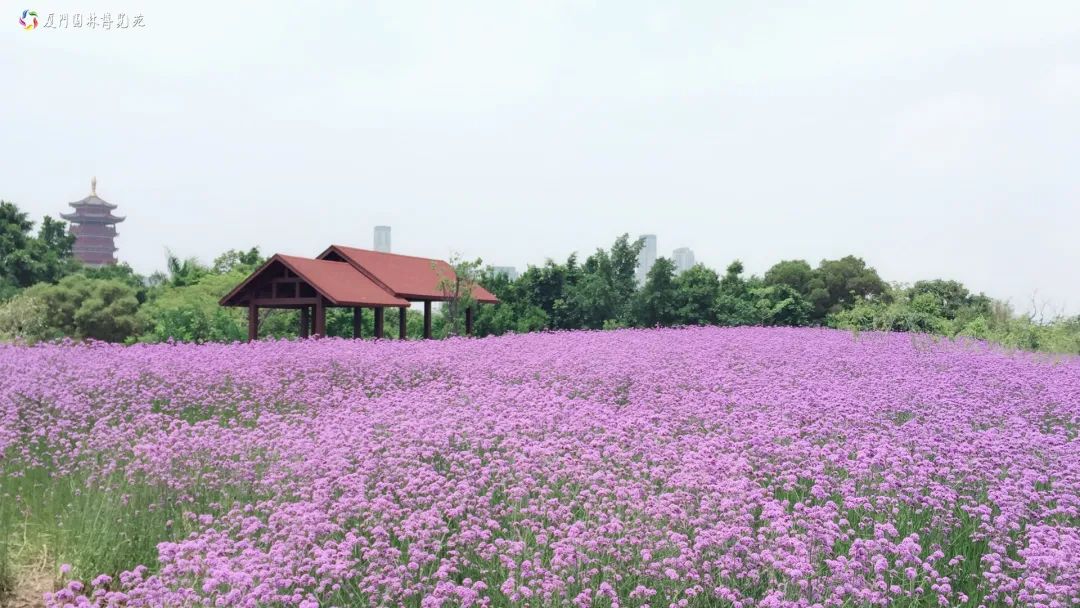 昨起，园博苑启动压力测试，五一起免费开放，建议错峰入园！浪漫花海、精彩演出...速速收好！