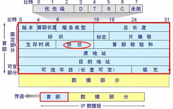 ip数据包的格式