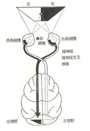 黑白