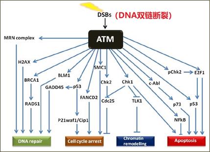 ​​ASCO2021 | ATM突变mCRPC患者的临床特征与分子标志物的相关性