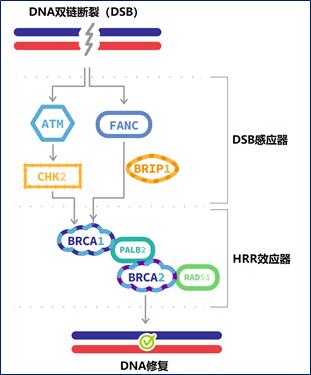 ​【2021 ASCO 精解】ATM突变和BRCA2突变的mCRPC患者对紫杉醇和PARP抑制剂治疗反应的差异