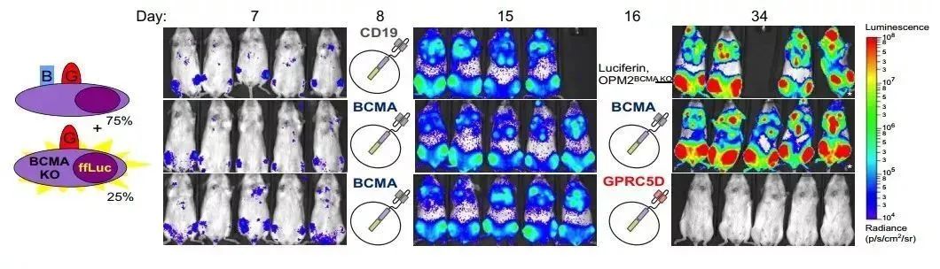 Eureka Therapeutics宣布与赛诺菲达成GPRC5D靶点许可协议，治疗多发性骨髓瘤