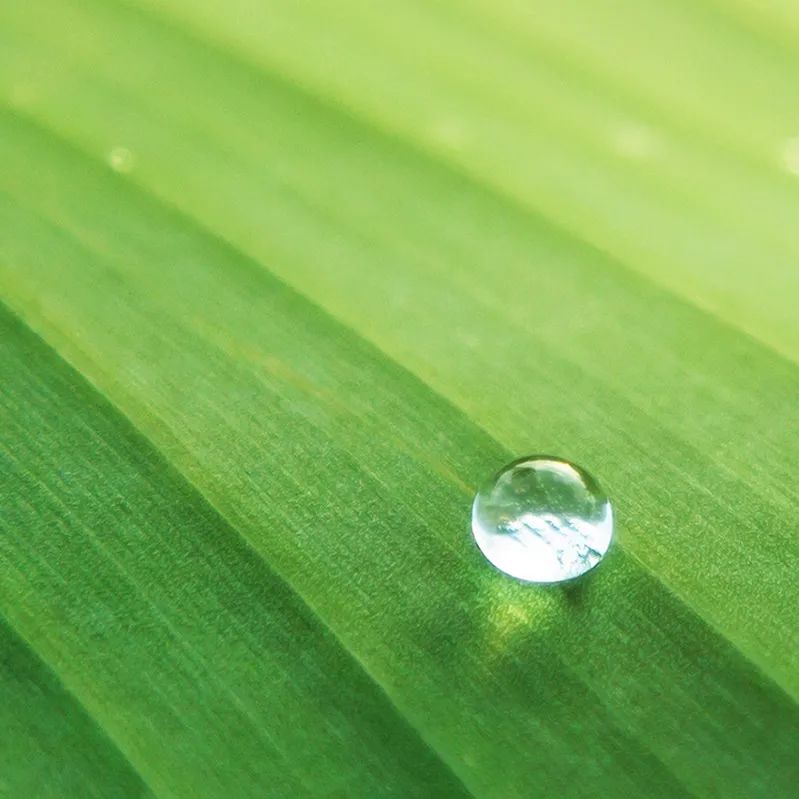 神经网络算法、图像识别……江苏人这样种草莓？