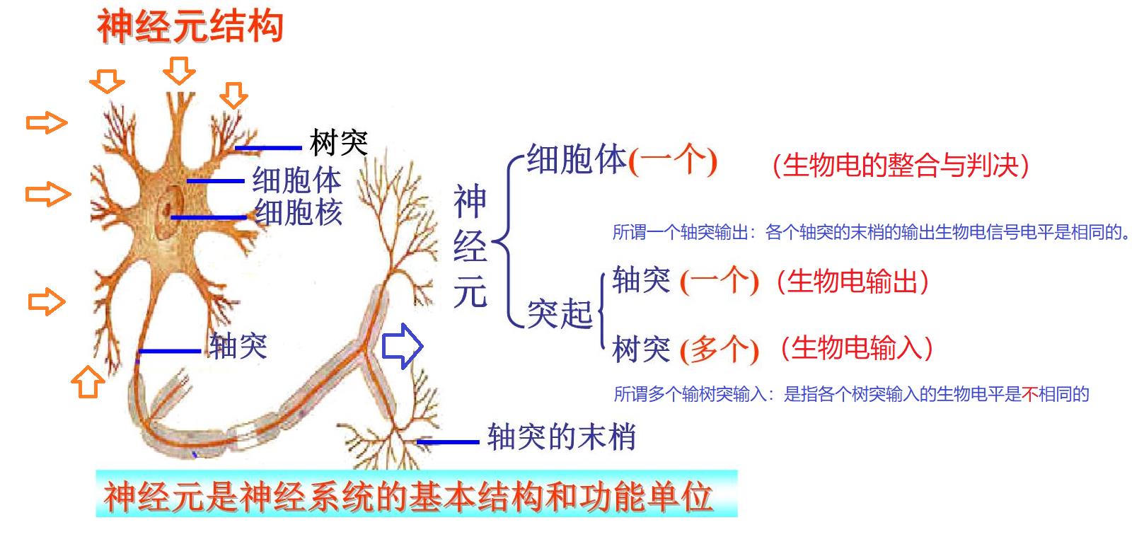 缩手反射三个神经元图片