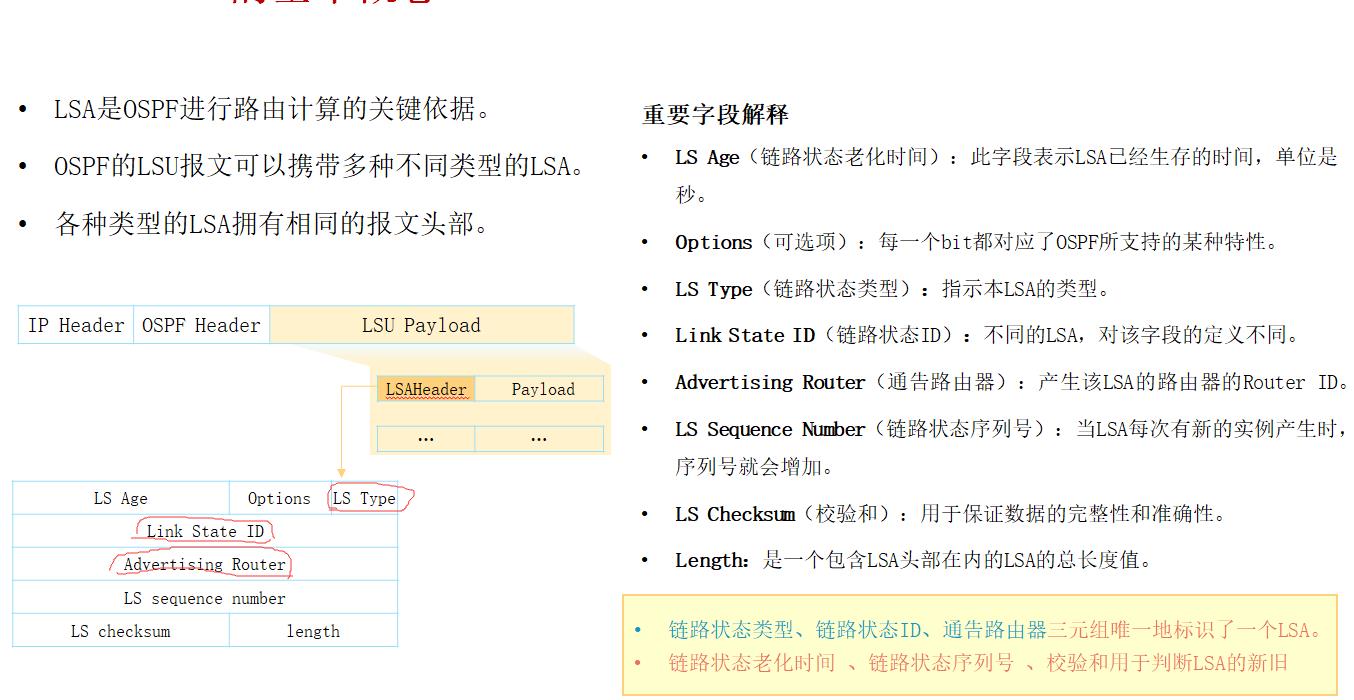 OSPF路由计算及12类LSA详解_路由表_03