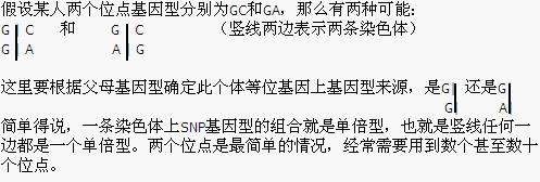 关于单倍型和Phasing_微信公众号