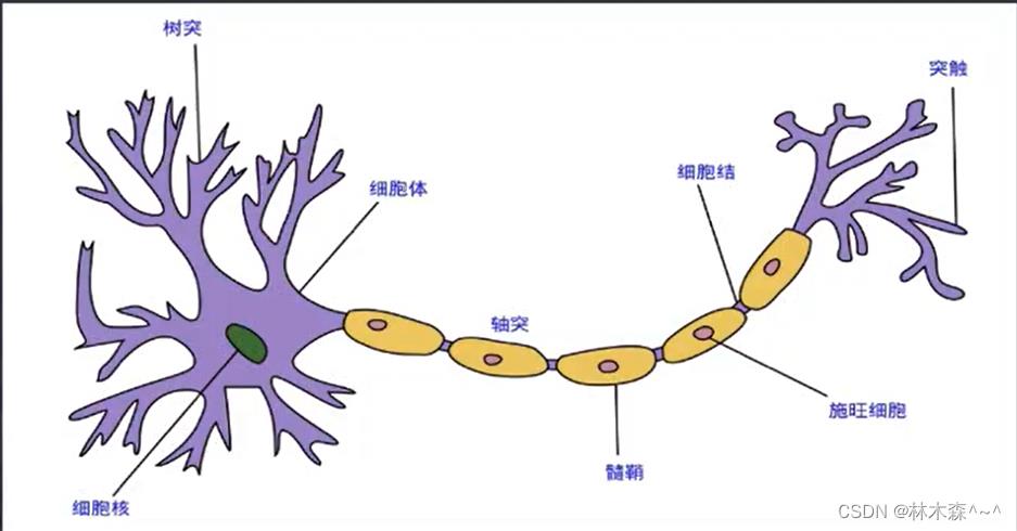 深度学习（二）一文带你了解神经网络，激活函数_深度学习