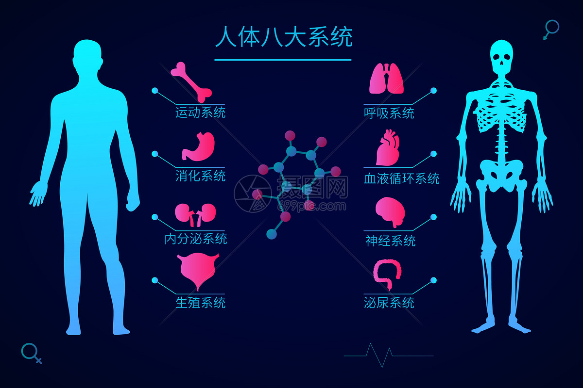人体八大系统概念图图片
